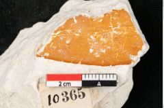 Foto (Detailansicht) von Quercus dampieri Ettingshausen (NHMW-GEO-2024-0188-10365)
